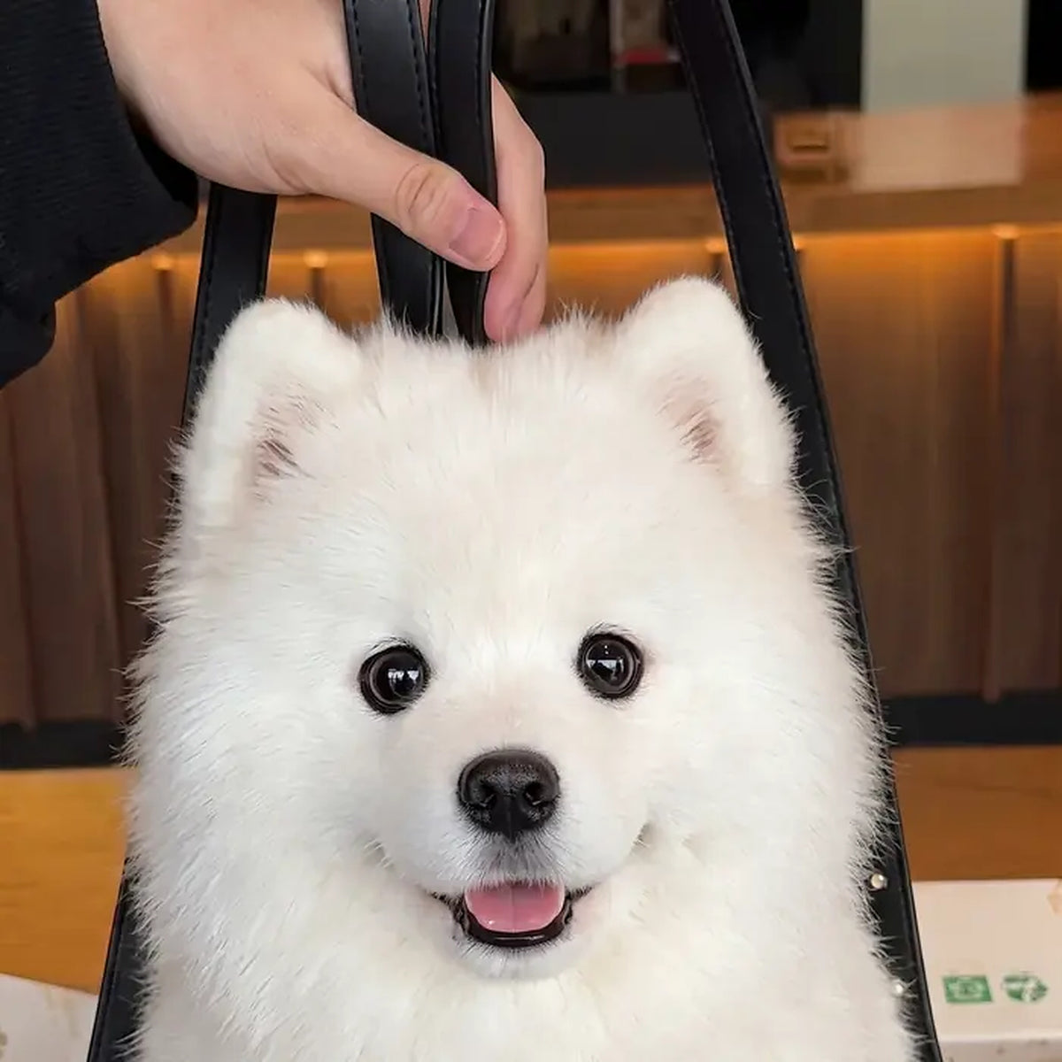 Dog Backpack — Carry Your Dog in Comfort