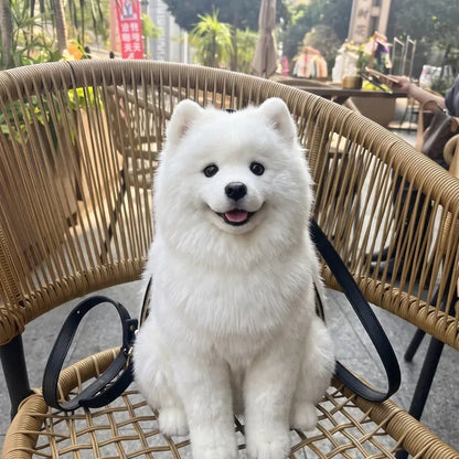 Dog Backpack — Carry Your Dog in Comfort