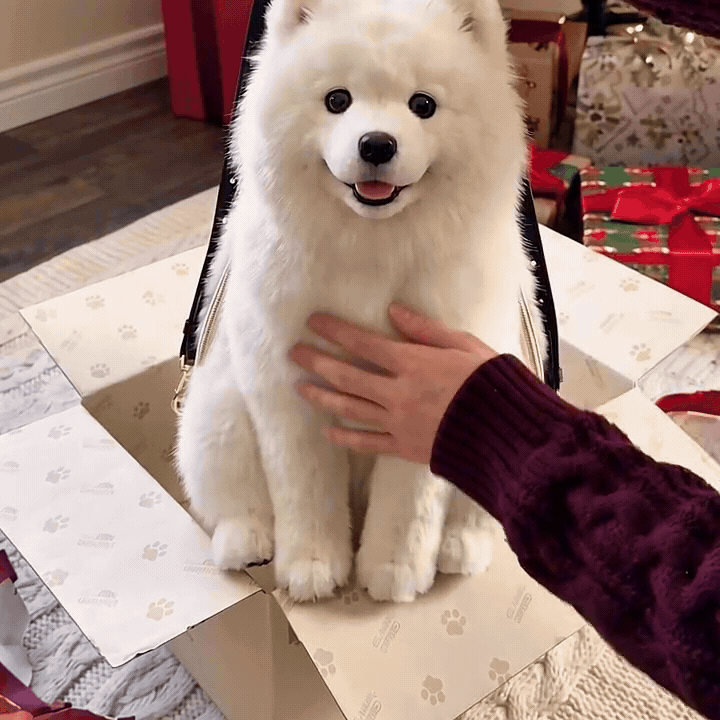 Dog Backpack — Carry Your Dog in Comfort