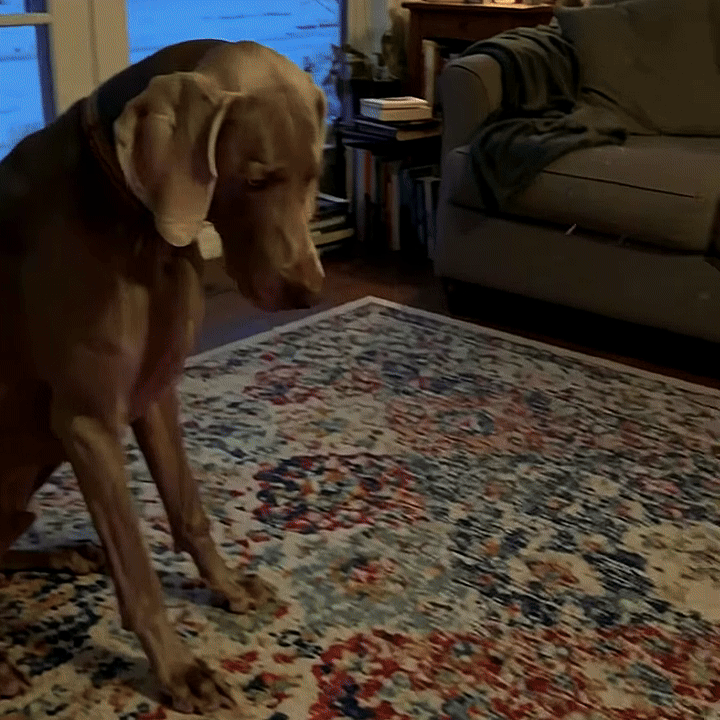 Interactive Moving Dog Ball — Self-Rolling Toy for Dogs