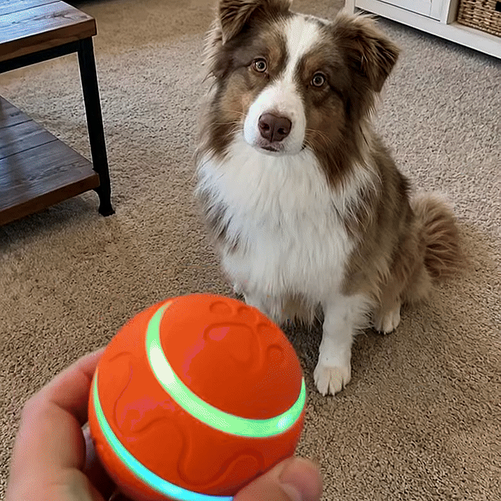 Interactive Moving Dog Ball — Self-Rolling Toy for Dogs
