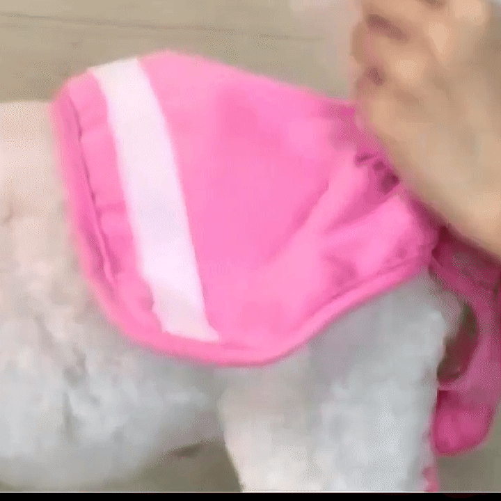 Washable Dog Diaper — For Heat, Training and Seniors