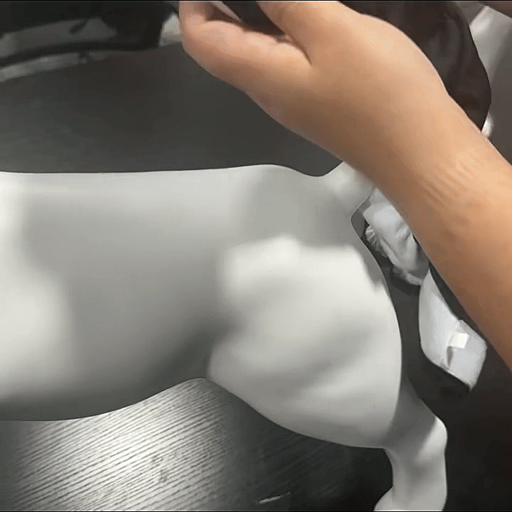 Washable Dog Diaper — For Heat, Training and Seniors